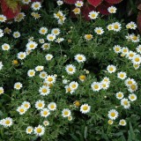 Spilcuta-Tanacetum parthenium
