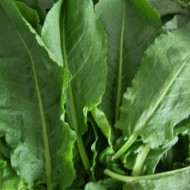 Stevia-Rumex patientia