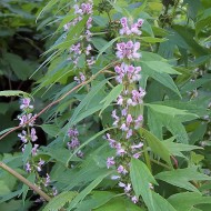 Talpa gastei-Leonurus cardiaca