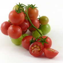 Tomate cherry Gartenperle