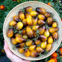 Tomate cherry Indigo Pear Drops