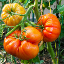 Tomate Hillbilly