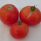 Tomate Paulina F1