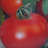 Tomate soi Romanesc DACIA