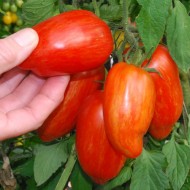 Tomate Speckled Roman