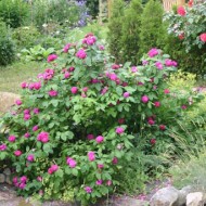 Trandafir de dulceata Rose de Rescht