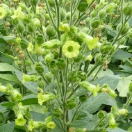 Tutun-Nicotiana Rustica
