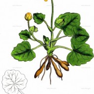 Untisor-Ficaria Verna