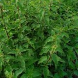Urzica-Urtica dioica