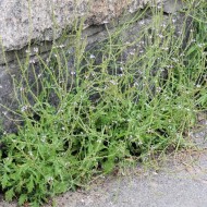 Verbena Officinalis