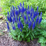 Veronica Spicata Ulser Dwarf Blue