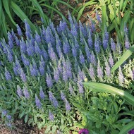 Veronica Spicata blue