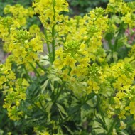 Winter Cress-Barbarea Vulgaris Variegata