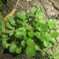 Winter Cress-Barbarea Vulgaris