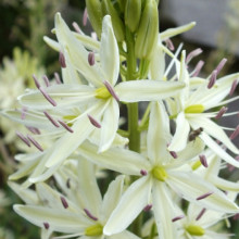 Zambila indiana-Camassia Leichtlinii Alba