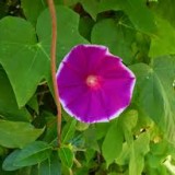 Zorele-Ipomoea Cameo Elegance