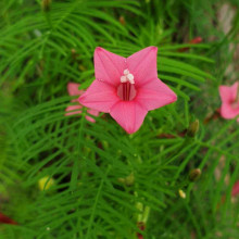 Zorele-Ipomoea Cardianal Climber Pink