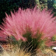 Iarba decorativa Muhlenbergia Capillaris Pink