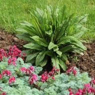 Macris Red veined-Rumex Sanguineus