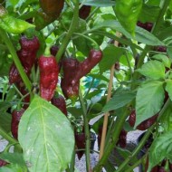 Ardei iute Bhut Jolokia Chocolate