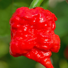 Ardei iute Carolina Reaper