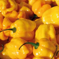 Ardei iute Habanero Mme Jeanette