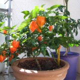 Ardei iute Habanero Orange