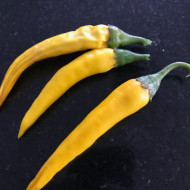 Ardei iute Romanian Yellow