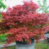 Artar japonez-Acer palmatum atropurpurea