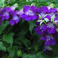 Asarina Scandens