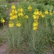 Asphodeline lutea
