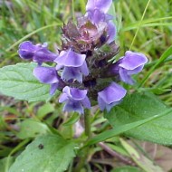 Busuioc de camp-Prunella Vulgaris