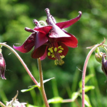 Caldarusa-Aquilegia Atrata
