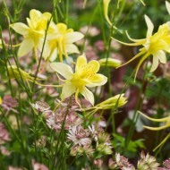 ﻿Caldarusa-Aquilegia Chrysantha Yellow Queen