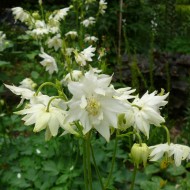 Caldarusa-Aquilegia vulgaris Lime Sorbet