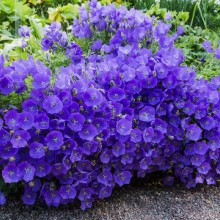 Campanula Carpatica blue