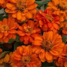 Carciumareasa Profusion double Orange