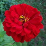 Carciumareasa Rosie