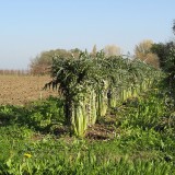 Cardon Gigante di Romagna