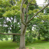 Cedru Chinezesc-Toona Sinensis