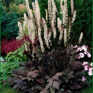 Cimicifuga Racemosa Atropurpurea