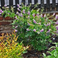 Ciumărea-Galega officinalis