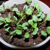 Convolvulus tricolor mix