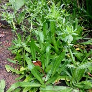 Coriandru Mexican-Eryngium Foetidum