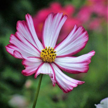 Cosmos bipinnatus Sensation Picotee 