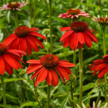Echinacea Lakota red