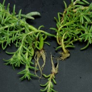 Flori de piatra-Portulaca Grandiflora