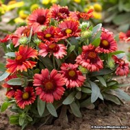 Gaillardia Aristata Arizona Red