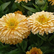 Galbenele-Calendula Off.Apricot Beauty