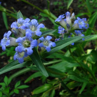 Gentiana Dahurica